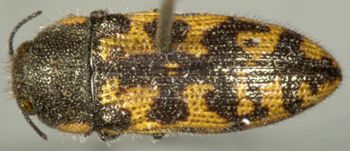 Media type: image;   Entomology 2727 Aspect: habitus dorsal view